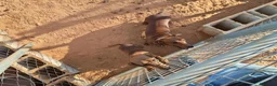 Teckel perros en venta: Teckel estándar  - Anuncio 6