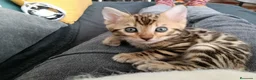 Bengalí gatos en venta: Camada Bengalí spotted - Anuncio 2