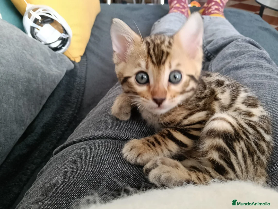 Bengalí gatos en venta: Camada Bengalí spotted - Anuncio 2