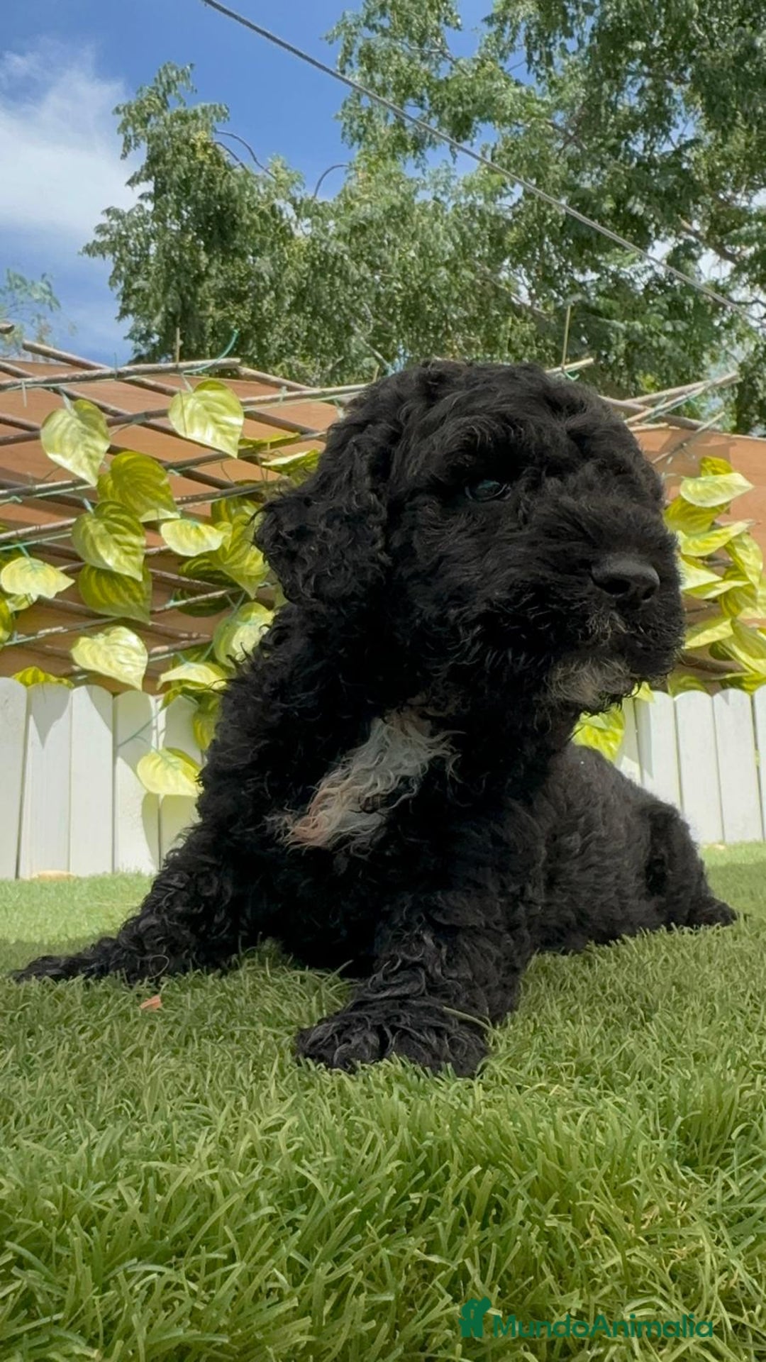 Perro de Agua Español perros en venta: PERRO DE AGUA ESPAÑOL - Imagen 4