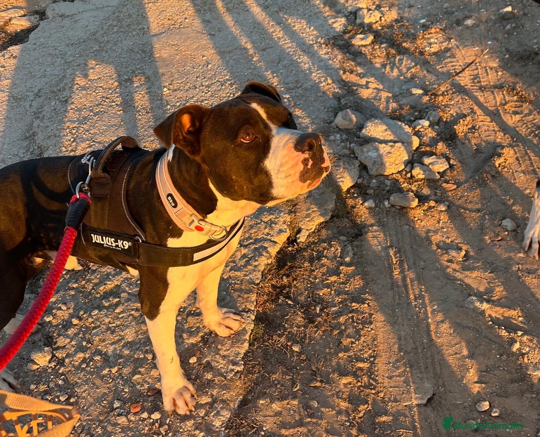 American Bully perros en adopcion: JORDI ❤️ en adopción  - Anuncio 4
