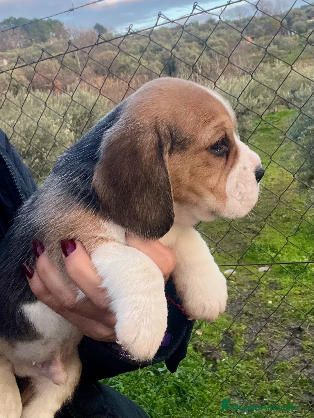 Beagle perros en venta: Beagle cachorros  - Anuncio 5