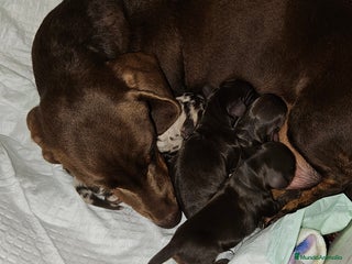 Teckel perros Teckel miniatura - Anuncio 28