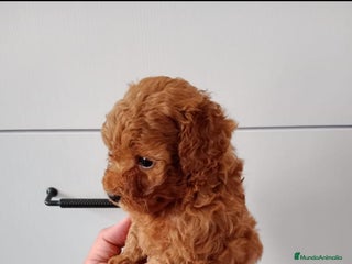 Caniche Enano perros en Barcelona - Anuncio 24