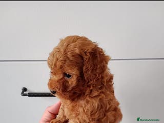 Caniche Enano perros Caniches de tamaño pequeño en Barcelona - Anuncio 39