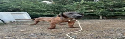 Sabueso de Sangre de Baviera perros en venta: Sabueso de sangre baviera - Anuncio 2