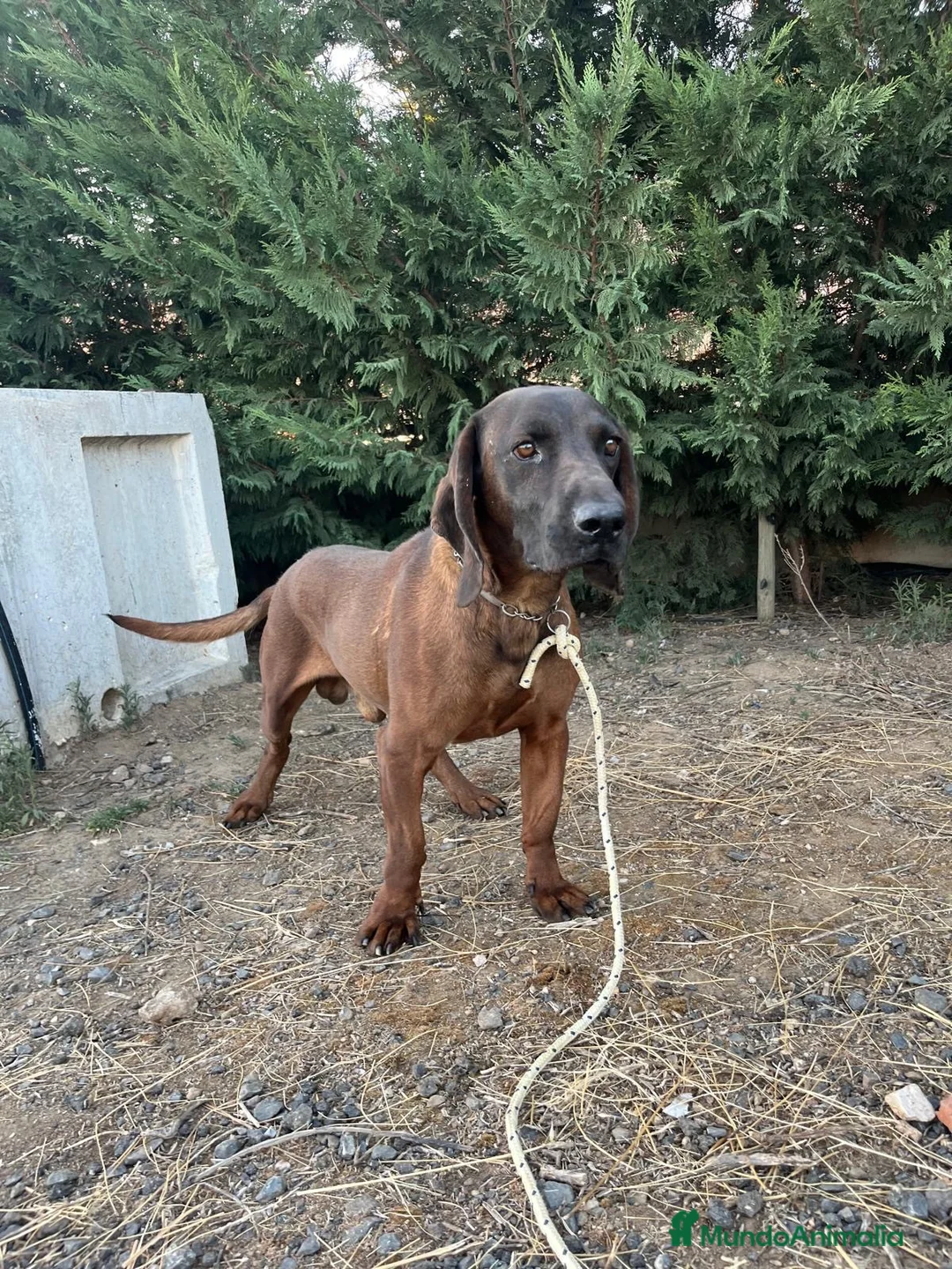 Sabueso de Sangre de Baviera perros en venta: Sabueso de sangre baviera - Anuncio 2