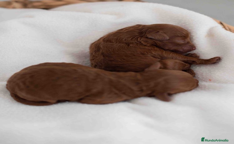 Caniche Toy perros - Anuncio 7