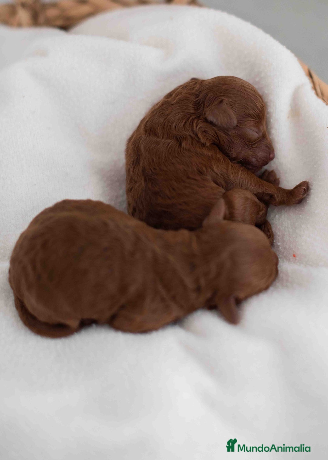 Caniche Toy perros en venta: Caniche toy rojos - Imagen 1