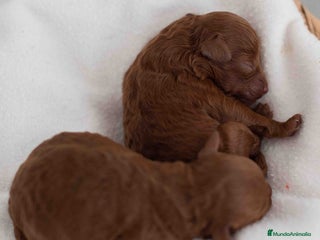 Caniche Toy perros - Anuncio 1