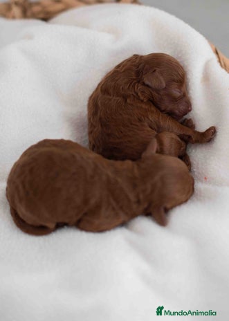 Caniche Toy perros - Anuncio 2