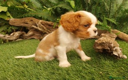 Cavalier King Charles Spaniel perros en venta: Cavallier hembra  - Imagen 1