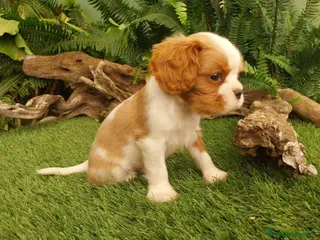 Cavalier King Charles Spaniel perros Cavallier hembra - Anuncio 4