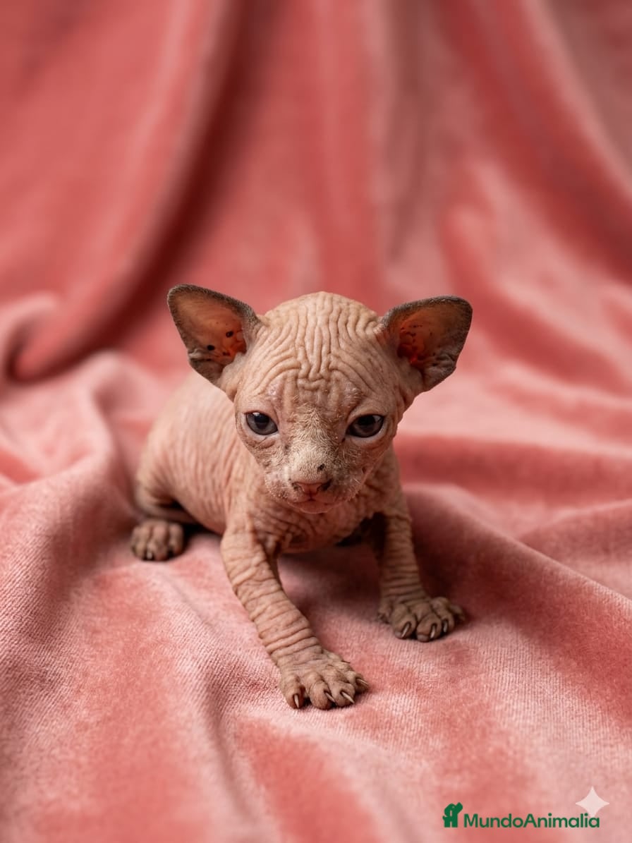 Sphynx gatos Preciosa camada de SPHYNX 💖  - Anuncio 1
