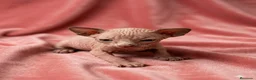 Sphynx gatos en venta: Preciosa camada de SPHYNX 💖  - Anuncio 1