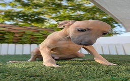 Pequeño Lebrel Italiano perros en venta: PICCOLO ISABELA macho - Imagen 11