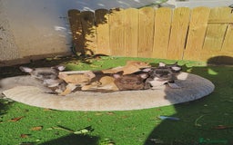 Chihuahua perros en venta: Chihuahua linia rusa - Anuncio 3