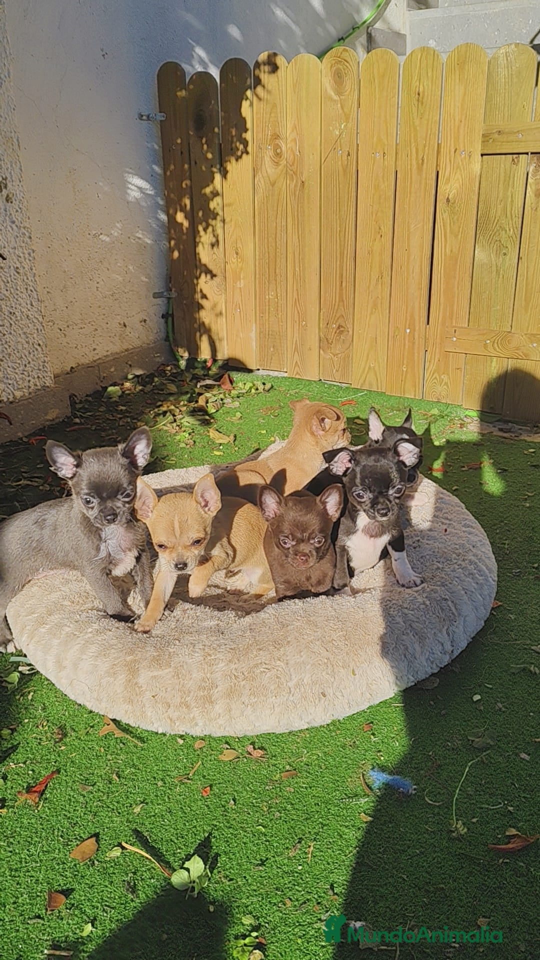 Chihuahua perros en venta: Chihuahua linia rusa - Anuncio 3