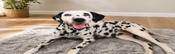 Dálmata perros en venta: DÁLMATA HEMBRA 4 AÑOS - Anuncio 1