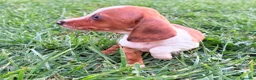 Teckel Miniatura perros en venta: Teckel kaninchen  - Anuncio 11