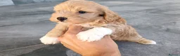 Maltipoo perros en venta: Maltipoo  - Anuncio 2