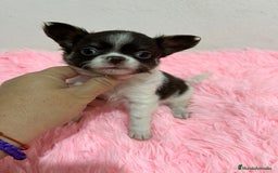 Chihuahua perros en venta: CHIHUAHUA PELO LARGO  - Imagen 5