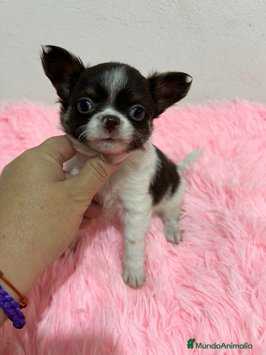 Chihuahua perros en venta: CHIHUAHUA PELO LARGO  - Imagen 5