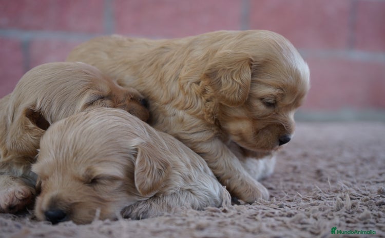 Maltipoo perros - Anuncio 1