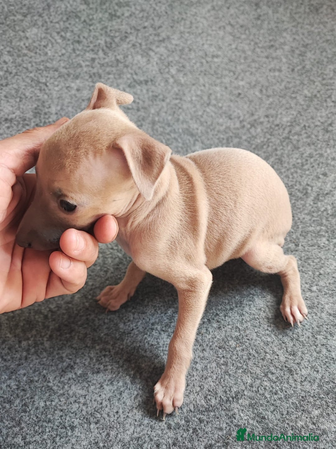 Pequeño Lebrel Italiano perros en venta: GALGA ITALIANA HEMBRA - Imagen 2