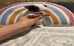 Chihuahua perros en venta: Exclusivos chihuahuas rusos - Imagen 30