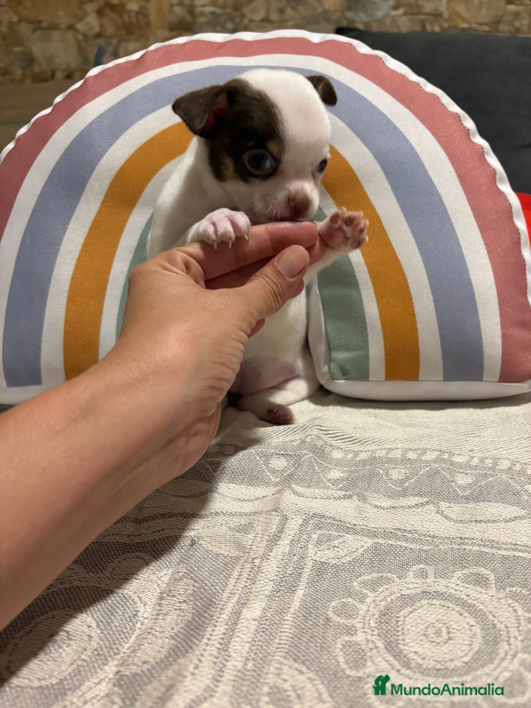 Chihuahua perros en venta: Exclusivos chihuahuas rusos - Imagen 30