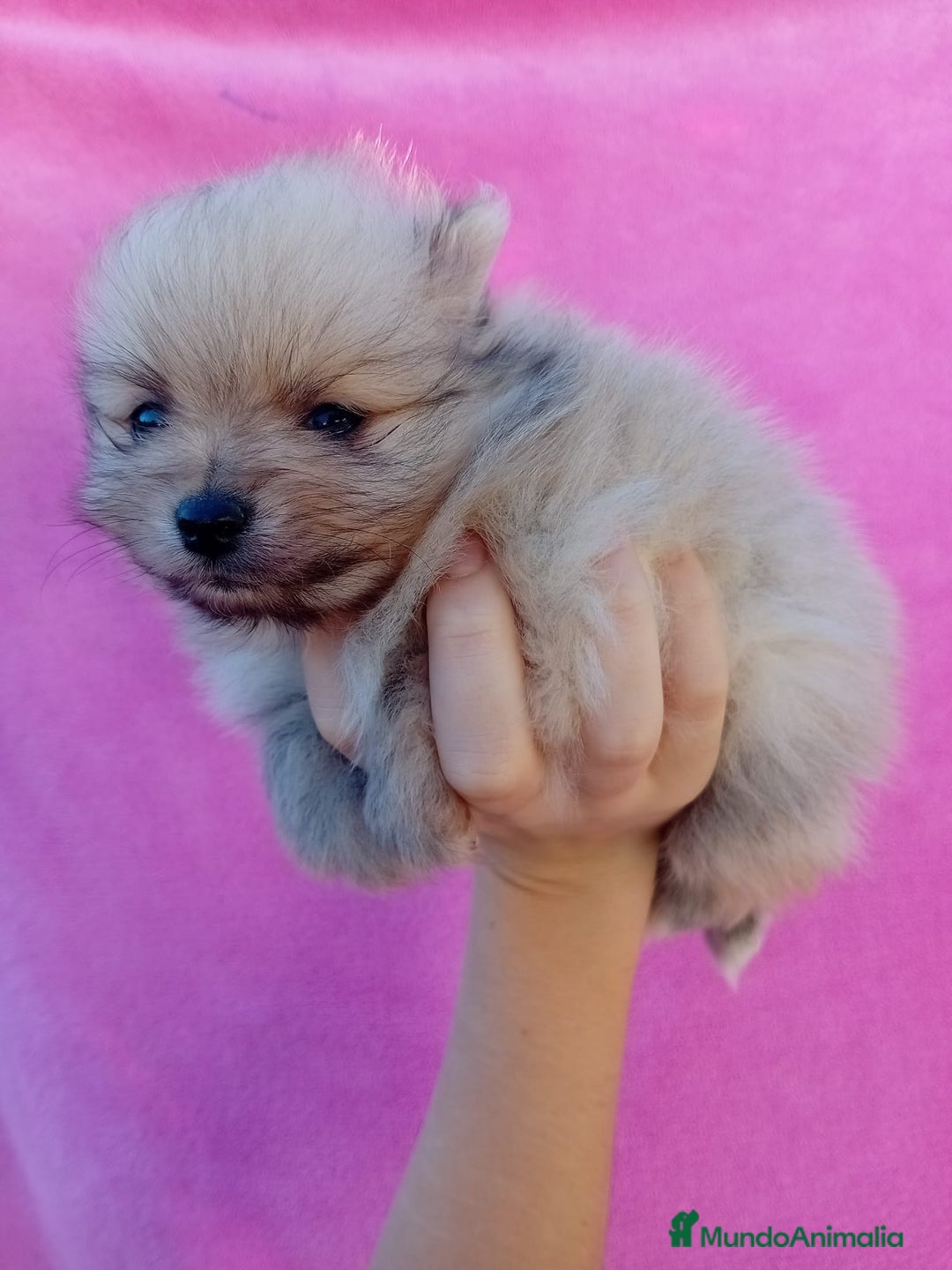 Pomerania perros en venta: Lulú de pomerania precio real - Anuncio 6