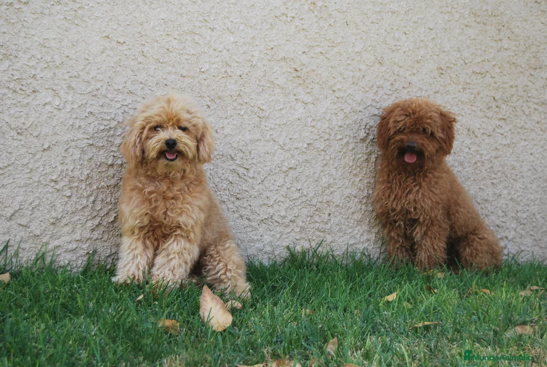 Caniche Toy perros en venta: Cachorros de Caniche disponibles, somos criadores en Madrid - Anuncio 16
