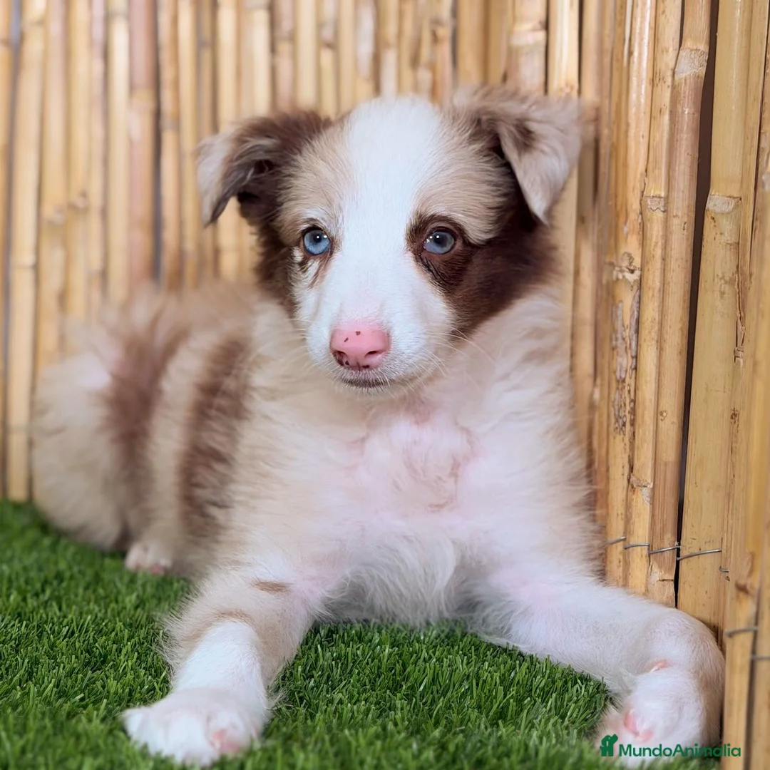 Border Collie perros en venta: BORDER COLLIE en Valencia - Anuncio 2