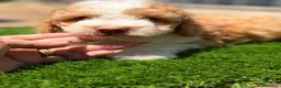 Perro de Agua Español perros en venta: Perro de agua español  - Anuncio 9