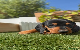Teckel Miniatura perros en venta: TECKEL MINIATURA - Imagen 9