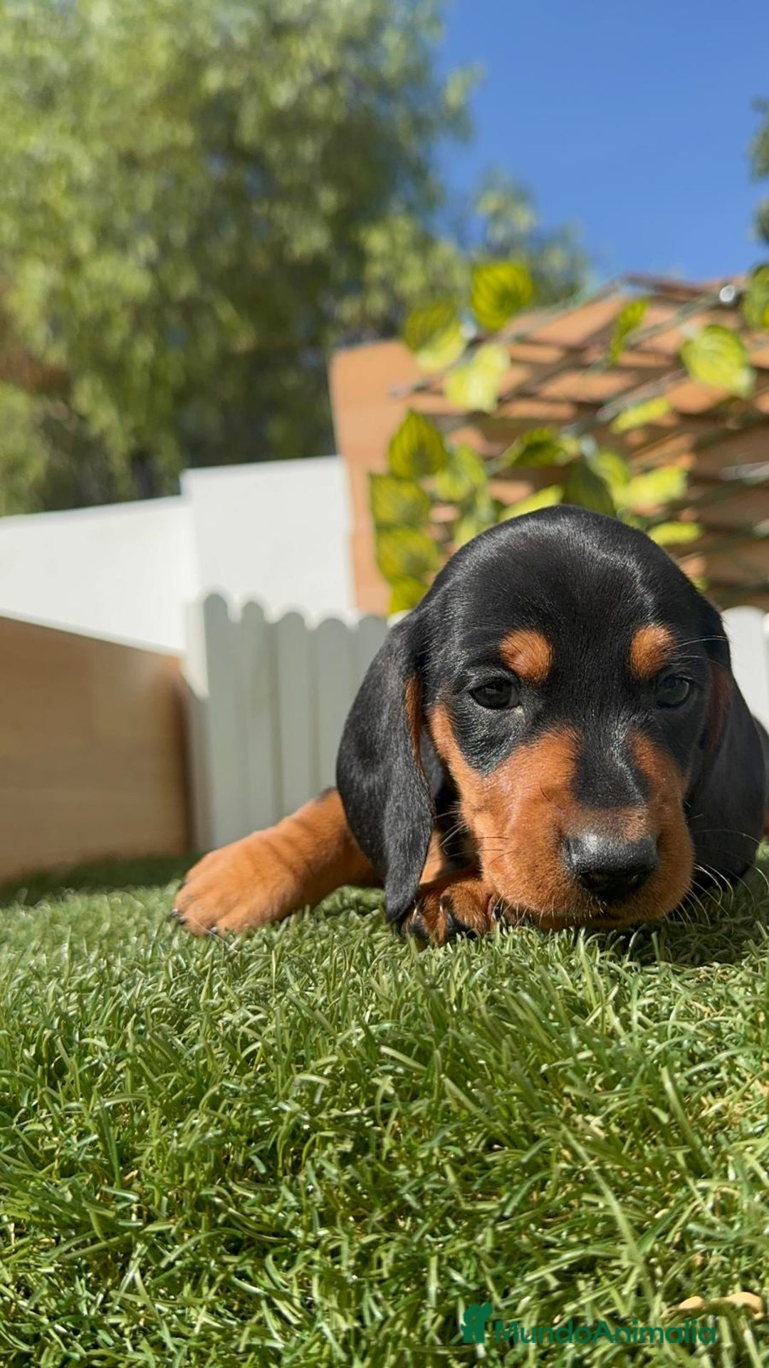 Teckel Miniatura perros en venta: TECKEL MINIATURA - Imagen 9