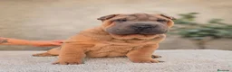Shar Pei perros en venta: Shar pei máxima calidad  - Anuncio 3