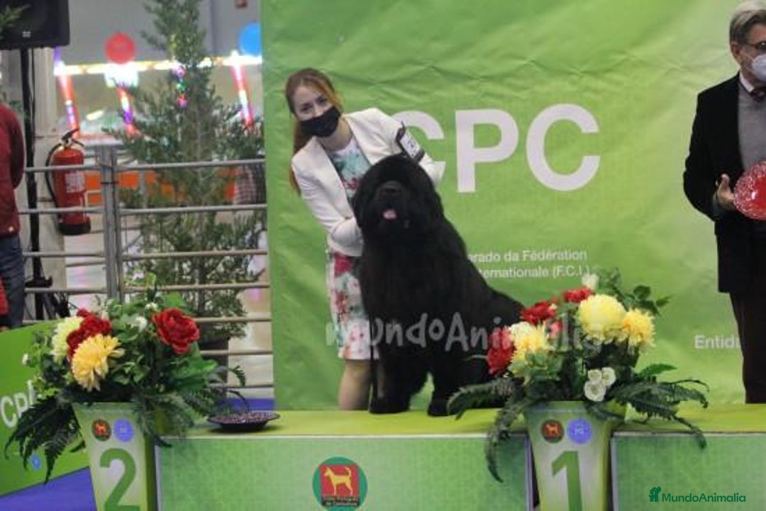 Imagen de galería {{count}}