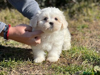 Bichón Maltés perros en Barcelona - Anuncio 39