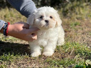 Bichón Maltés perros BICHÓN MALTES AMERICANO! en Barcelona - Anuncio 31