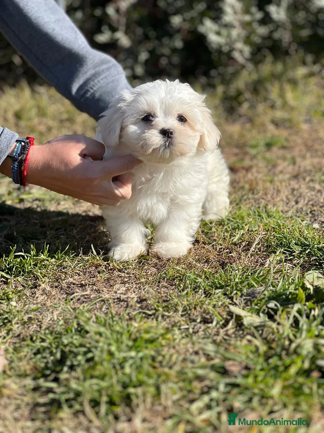 Bichón Maltés perros en venta: BICHÓN MALTES AMERICANO! en Barcelona - Anuncio 1