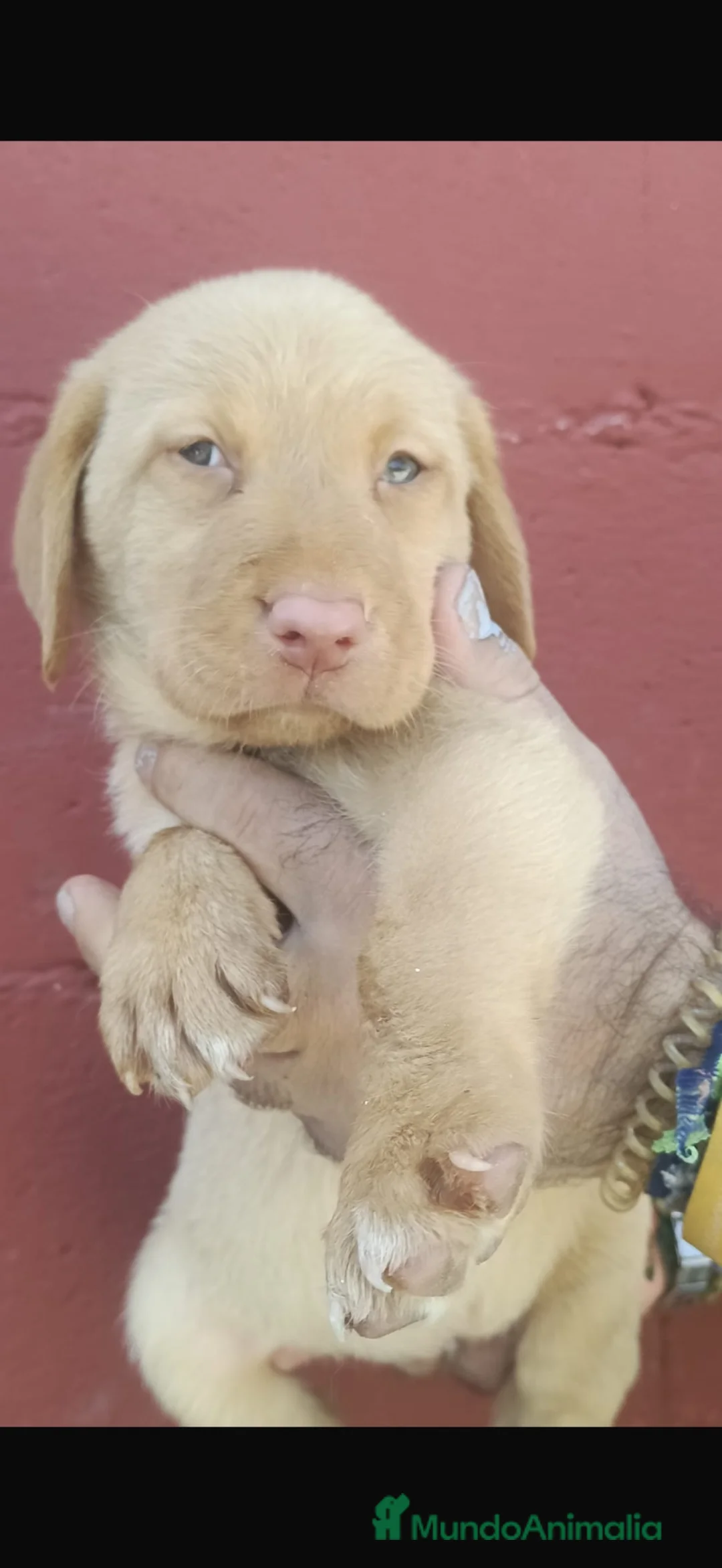 Labrador Retriever perros en venta: Labradores retriever dorados🩷🩵🐶🐾 en Córdoba - Anuncio 4
