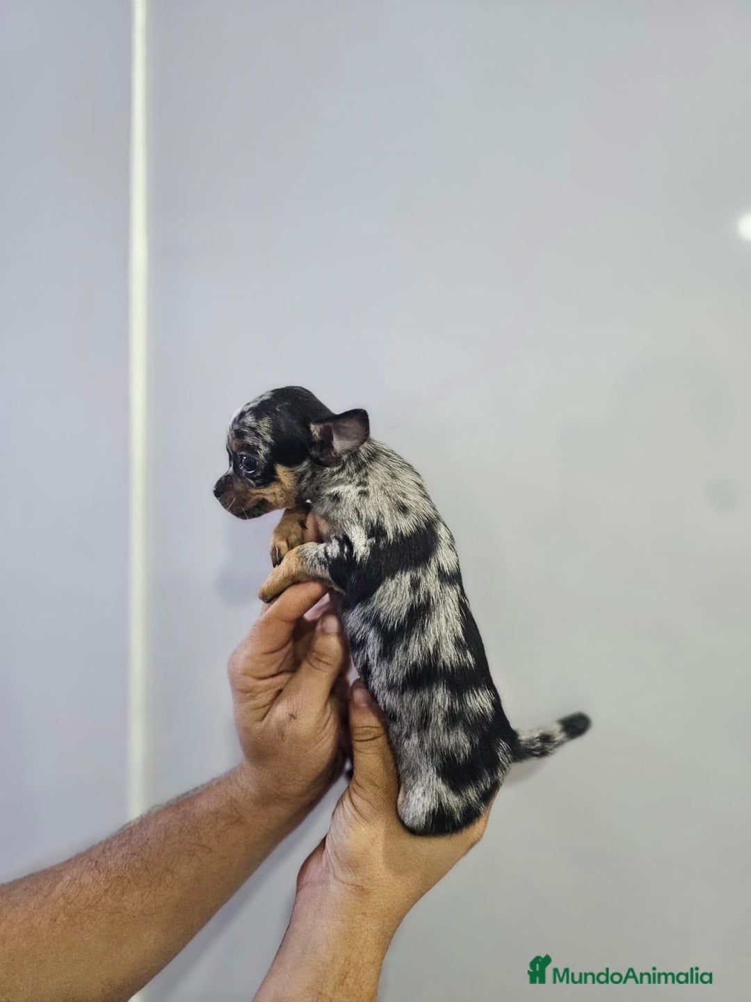 Chihuahua perros en venta: Increíbles chihuahuas toy merles - Imagen 15