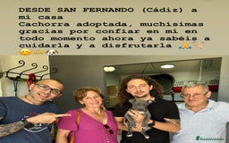 American Staffordshire-Terrier perros en venta: American Stanford (transparencia) - Anuncio 23