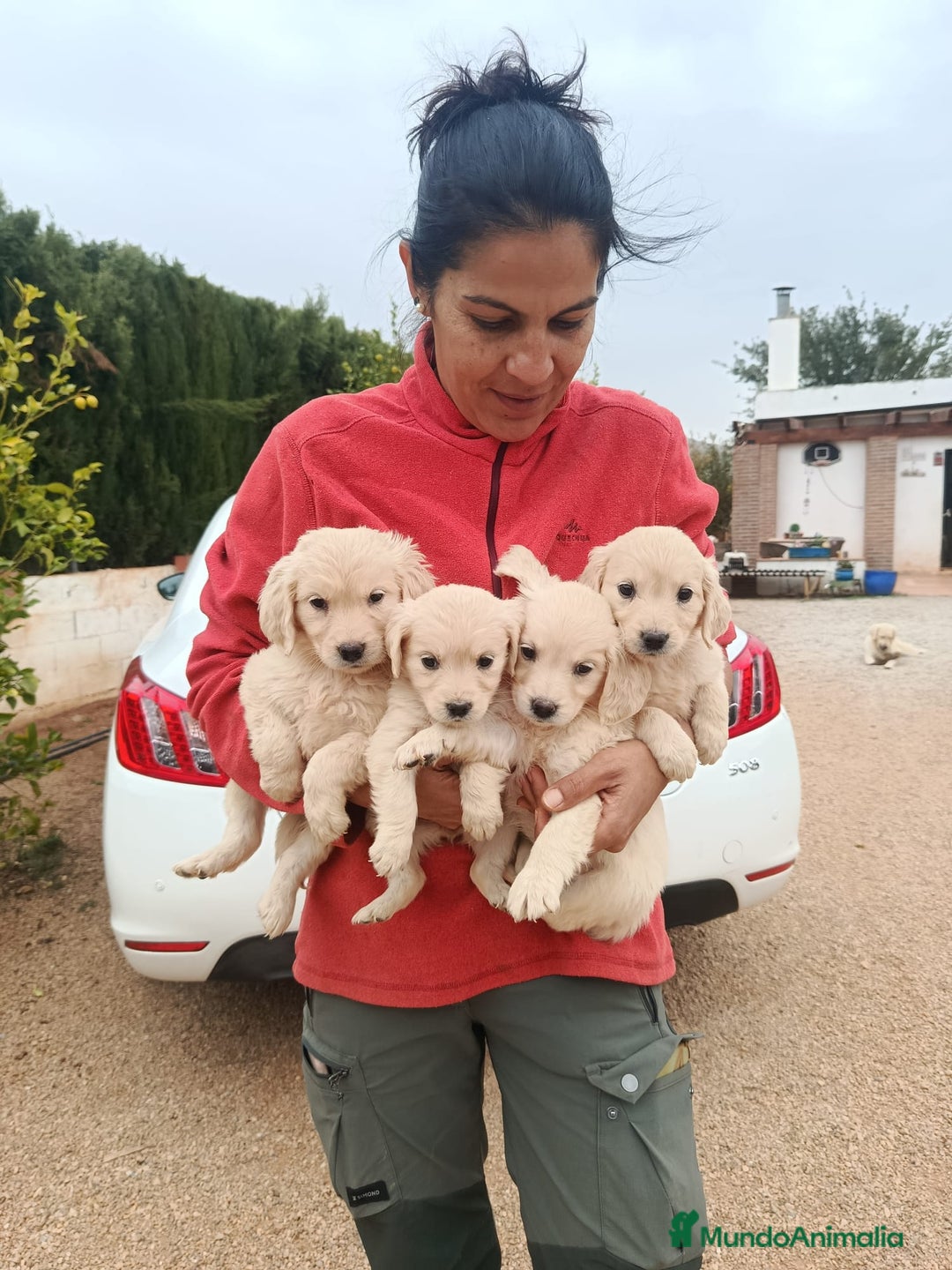 Golden Retriever perros en venta: Golden Retriever  - Imagen 3