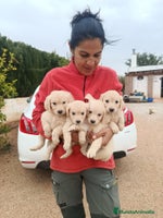 Golden Retriever perros Golden Retriever - Anuncio 1