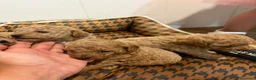 Caniche Toy perros en venta: Caniche apricot/canela - Anuncio 6