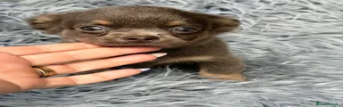 Chihuahua 3