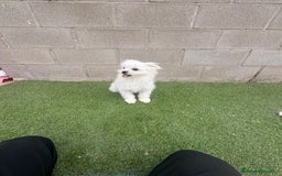 Raza Mixta perros en venta: Maltipom machos - Imagen 6
